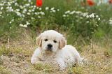 GOLDEN RETRIEVER 311